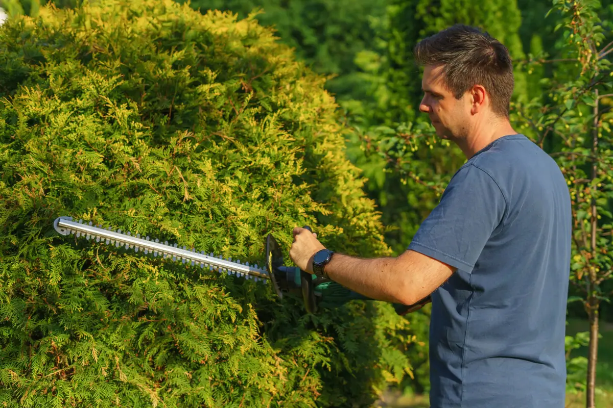 Paysagiste taillant une haie lors d’un entretien de jardin près d’Obernai